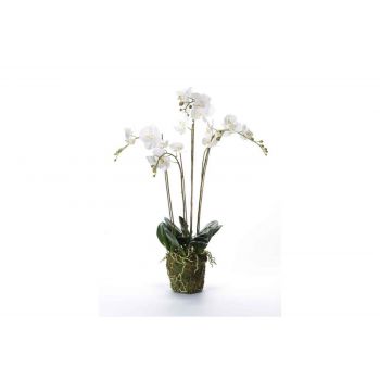Cosy @ Home Phalaenopsis With Moss White 10x10xh90cm